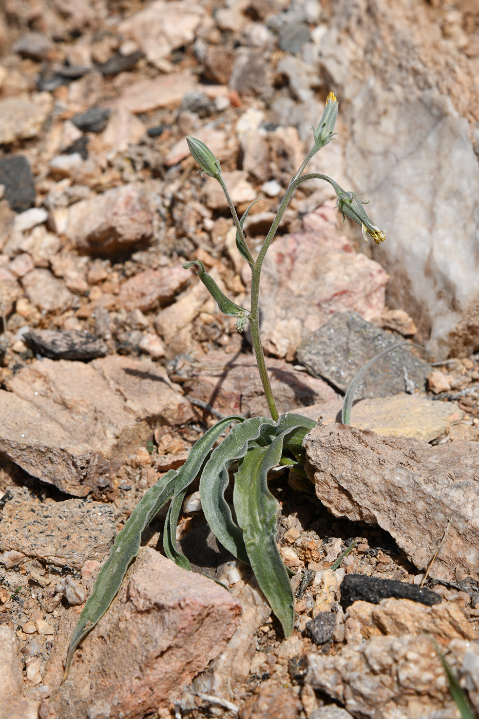 Image of Scorzonera sericeolanata specimen.