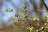 Ribes komarovii. Ветвь с соцветиями. Приморский край, Хасанский р-н, окр. с. Кравцовка, бассейн р. Грязная, в широколиственном лесу с участием Abies holophylla. 02.05.2023.