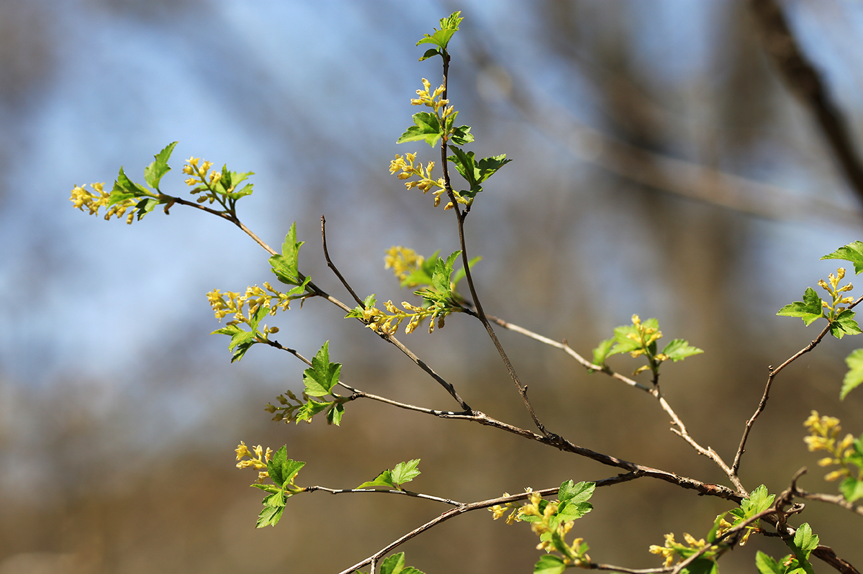 Image of Ribes komarovii specimen.