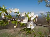 Prunus cerasifera