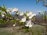 Prunus cerasifera. Часть ветви с цветками. Краснодарский край, м/о г. Новороссийск, вершина горы Рябкова, ≈ 520 м н.у.м., разнотравный луг с кустарниками и одиноко стоящими деревьями. 16.04.2017.