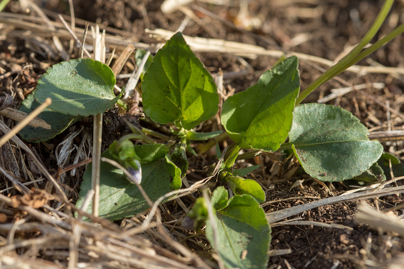 Image of genus Viola specimen.
