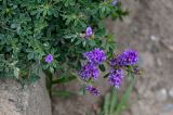 Medicago sativa