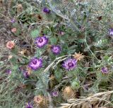 genus Cousinia