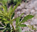 Patrinia scabiosifolia. Верхушка растения с развивающимся соцветием и сидящим долгоносиком. Приморье, Хасанский р-н, окр. Славянского гор. пос., юго-восточная сторона полуострова, приморский луговой склон у бровки скального обрыва. 12.07.2023.