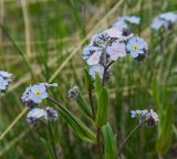 род Myosotis. Верхушка цветущего растения. Челябинская обл., Кизильский р-н, окр. с. Богдановское, долина р. Урал, склон прибрежного скальника, степь. 8 мая 2023 г.