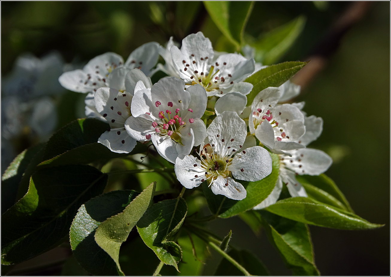 Image of Pyrus communis specimen.