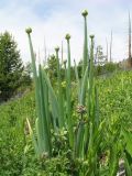 Allium altaicum