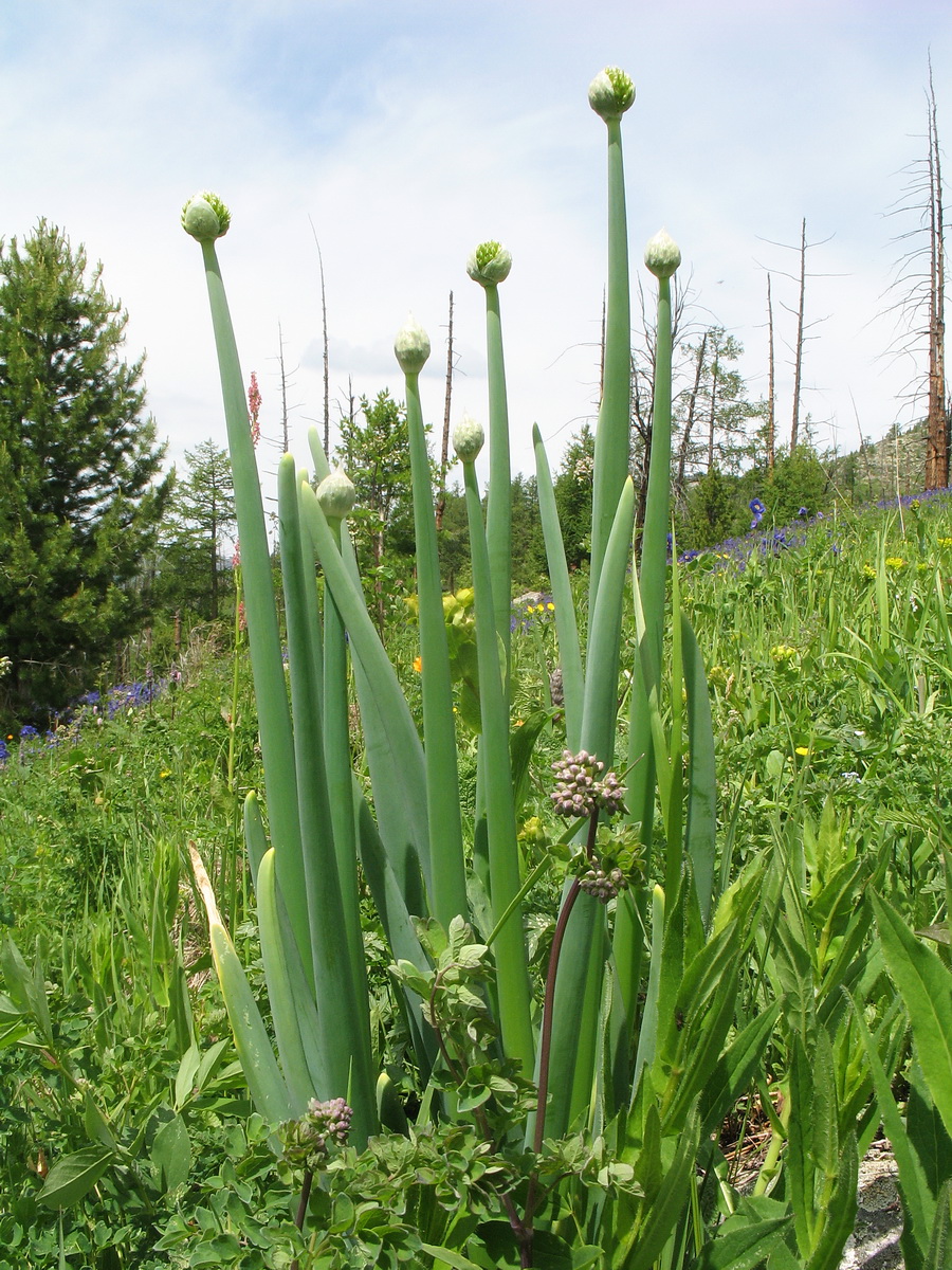 Изображение особи Allium altaicum.