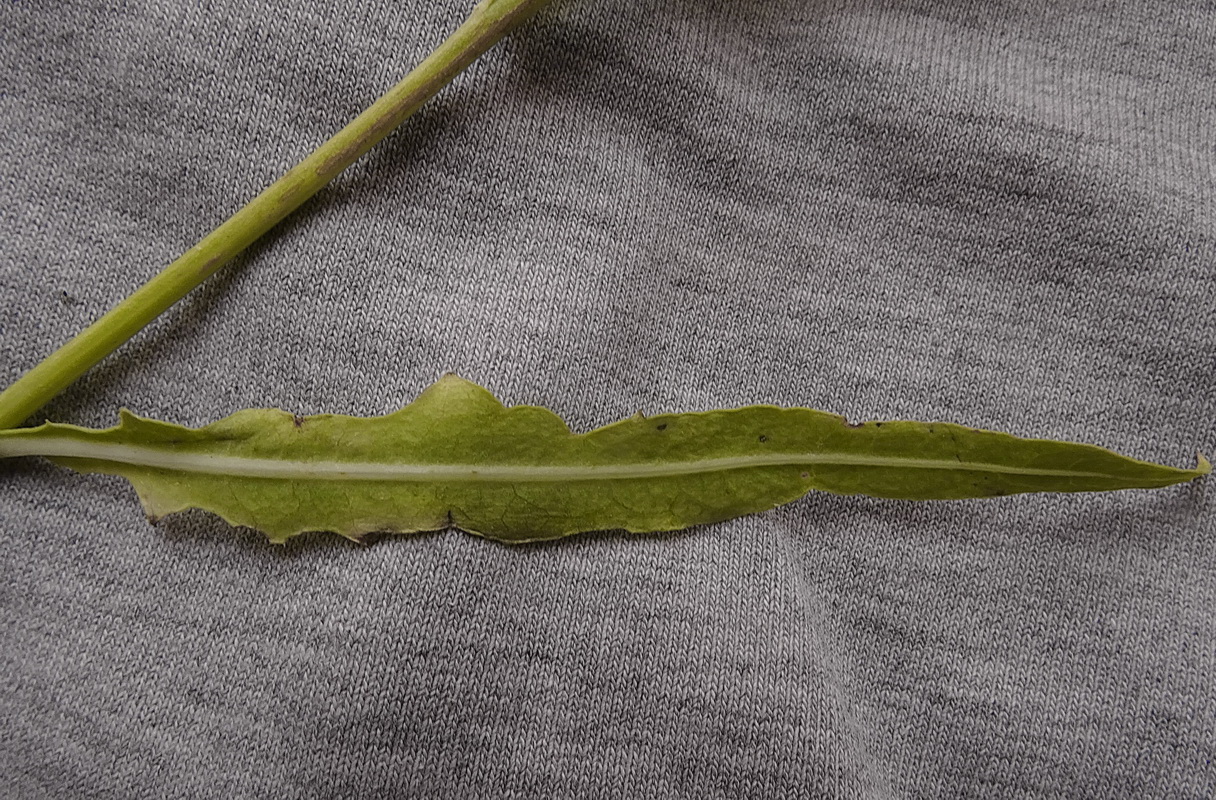 Image of Lactuca tatarica specimen.