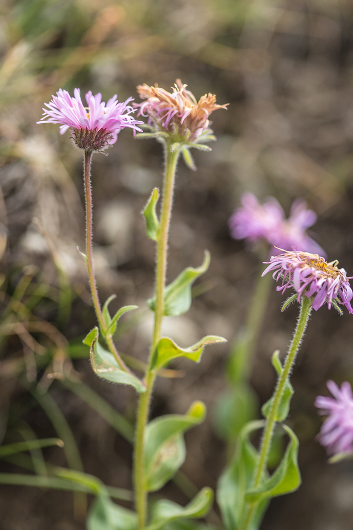 Изображение особи род Erigeron.