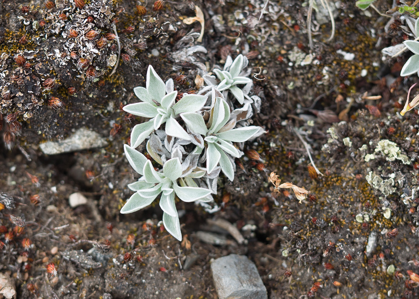 Изображение особи Antennaria caucasica.