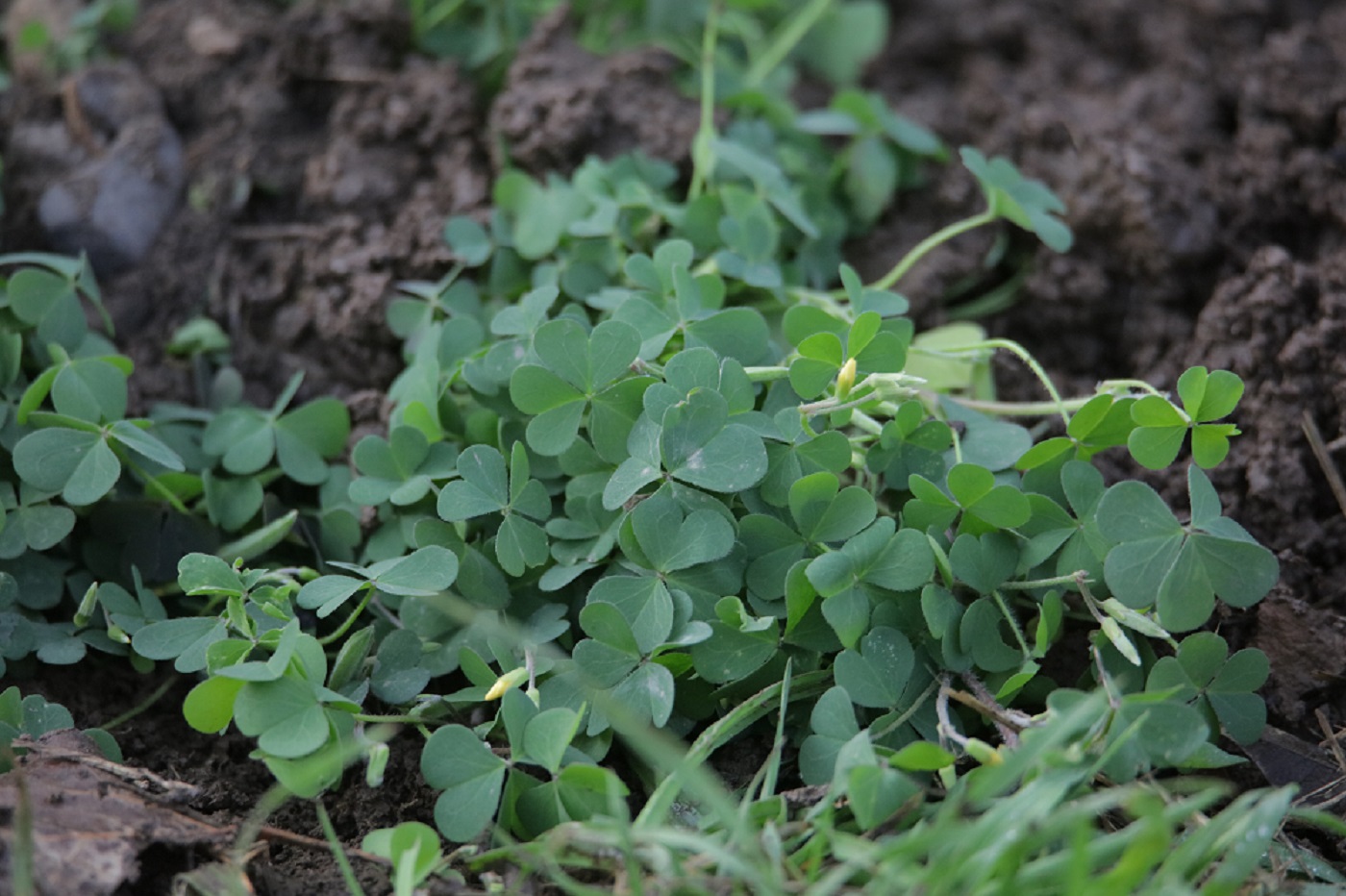 Изображение особи Oxalis stricta.