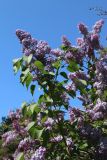 Syringa vulgaris. Ветвь с соцветиями и молодыми побегами. Ленинградская обл., г. Приморск, окр. кирхи Св. Марии Магдалины, в озеленении. 11.06.2023.