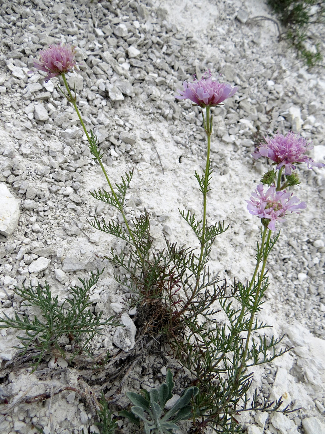 Image of Lomelosia isetensis specimen.