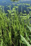 Acorus calamus