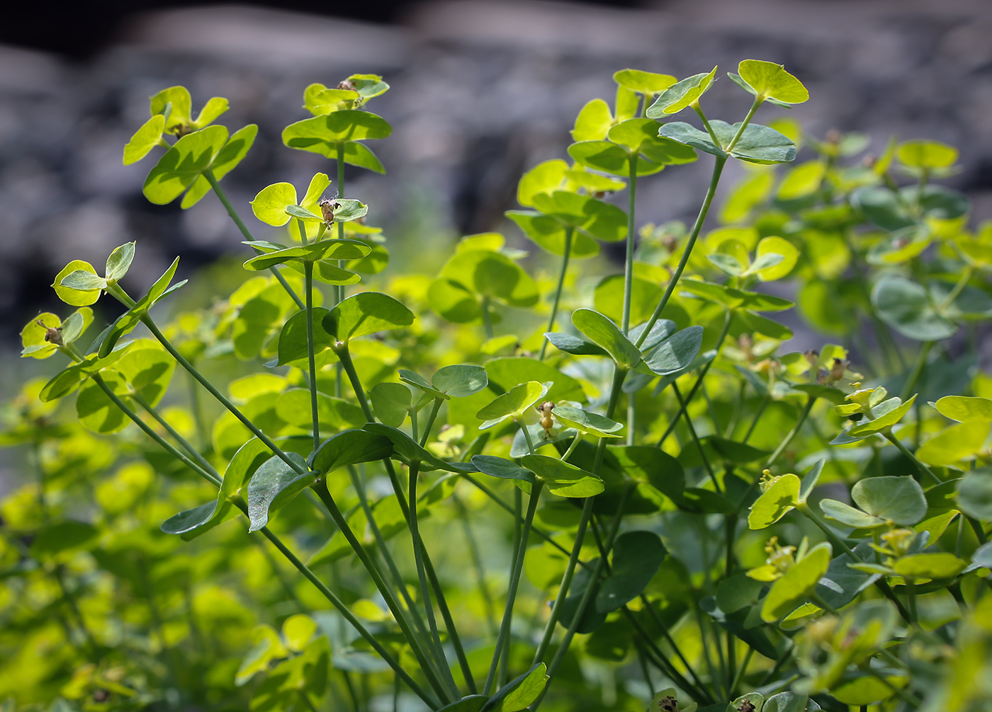 Изображение особи Euphorbia korshinskyi.