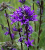 Campanula glomerata