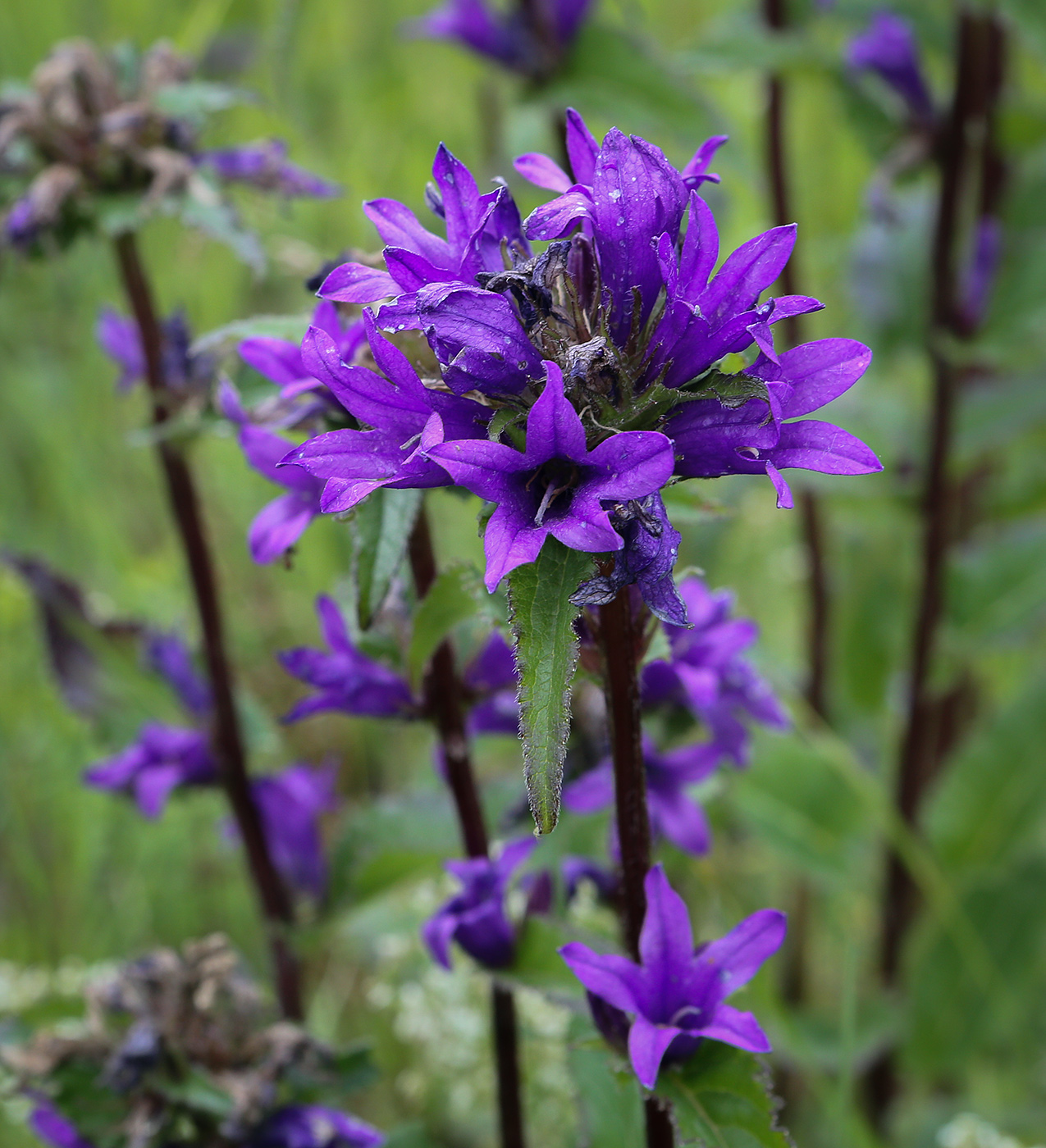 Изображение особи Campanula glomerata.