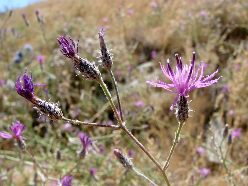 Изображение особи Centaurea pseudosquarrosa.