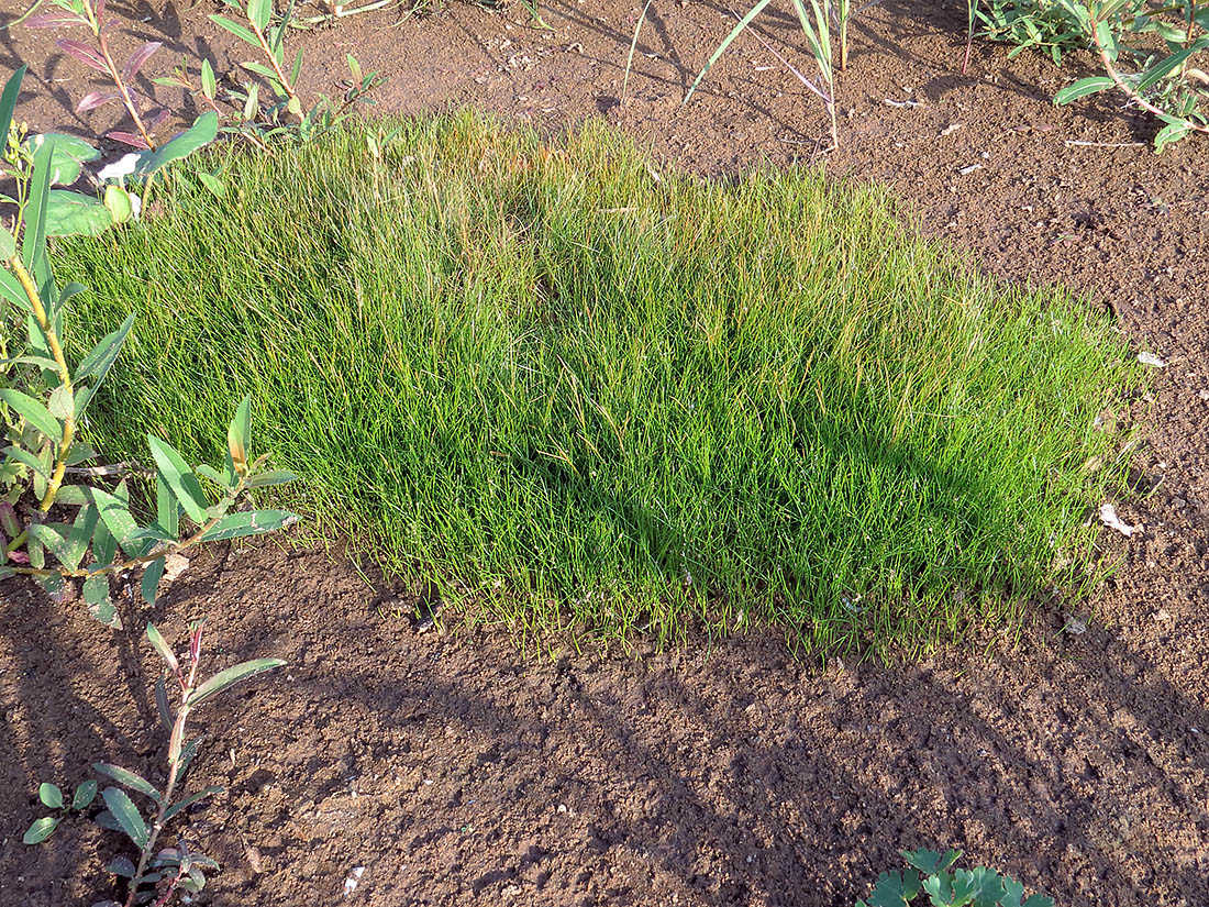 Image of Eleocharis acicularis specimen.