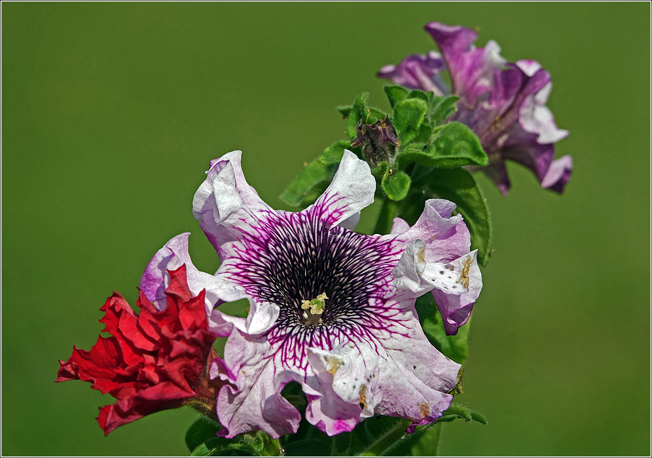 Image of Petunia &times; hybrida specimen.