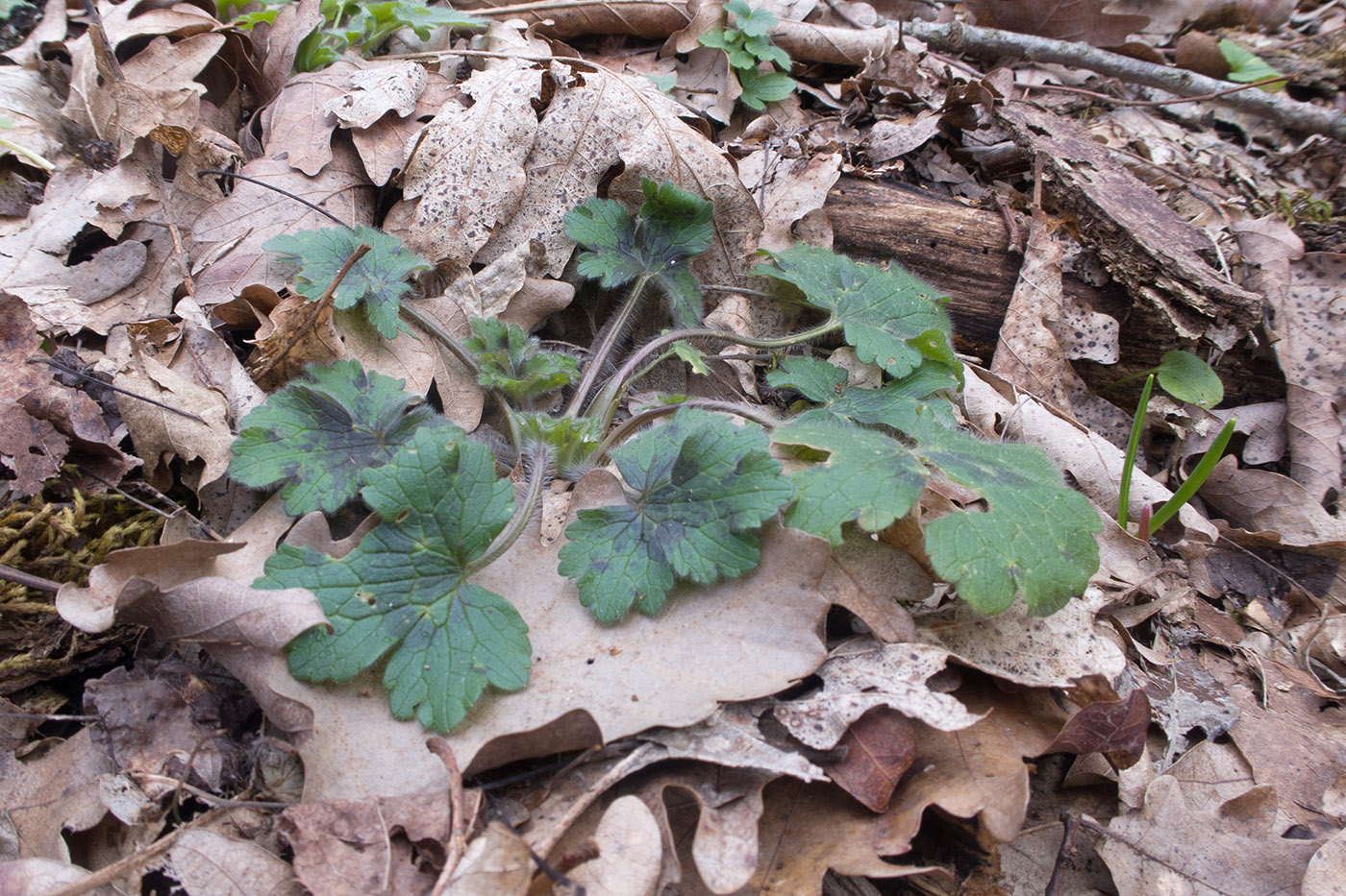 Image of Ranunculus constantinopolitanus specimen.