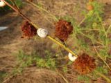 Glycyrrhiza echinata