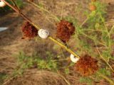 Glycyrrhiza echinata