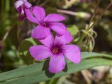 Oxalis articulata. Цветки. Испания, автономное сообщество Каталония, провинция Жирона, комарка Баш Эмпорда, муниципалитет Тороэлья-де-Монгри, долина р. Тер, посадки Platanus между полевой дорогой и пашней. 29.03.2024.