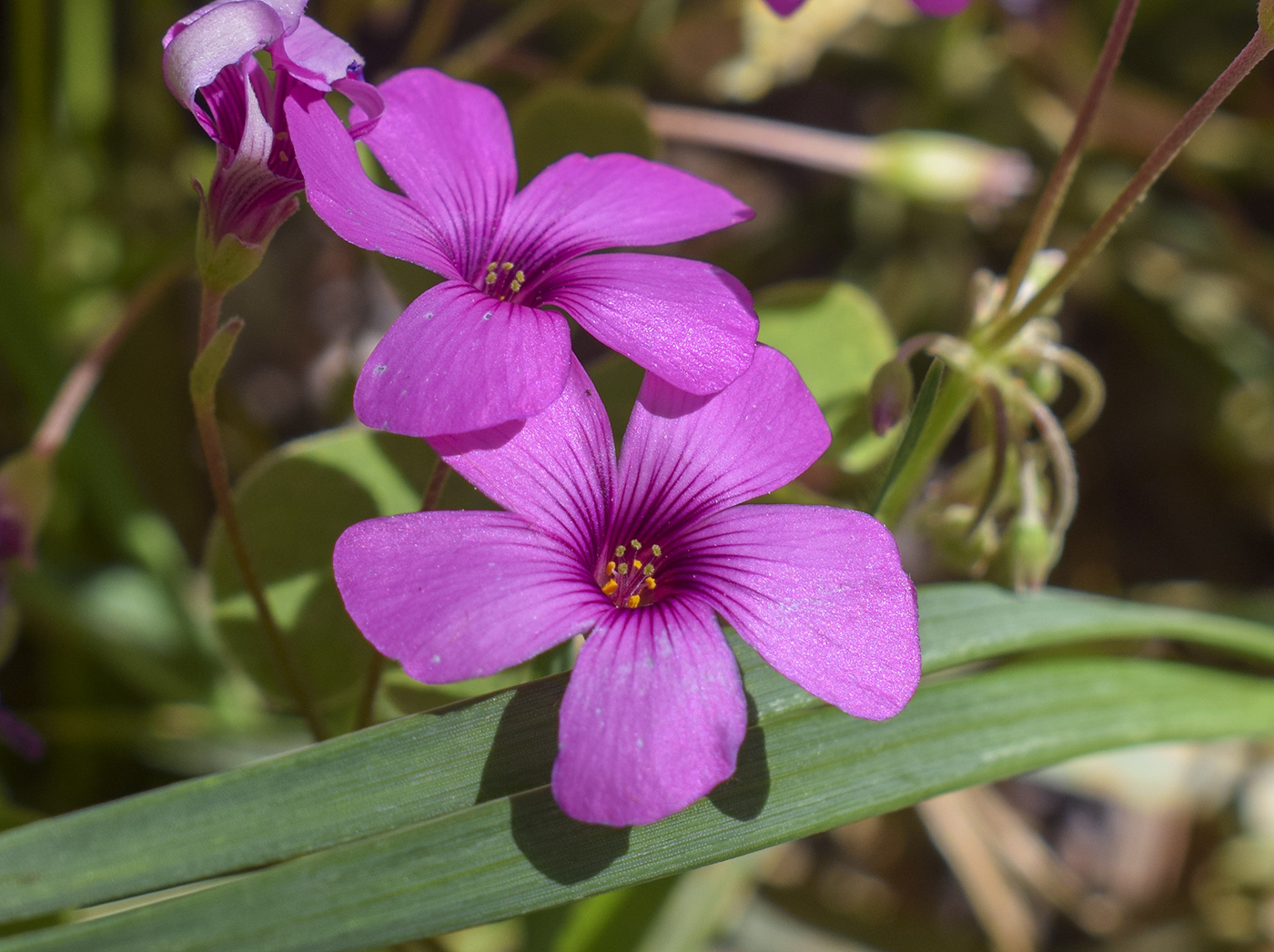 Изображение особи Oxalis articulata.