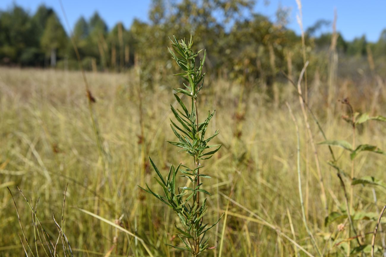 Image of Thalictrum lucidum specimen.