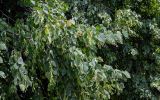 genus Tilia. Ветви плодоносящего дерева. Северная Осетия, г. Владикавказ, в культуре. 23.07.2022.