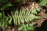 Athyrium filix-femina