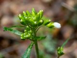 Arabidopsis arenosa