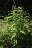 Lactuca sibirica