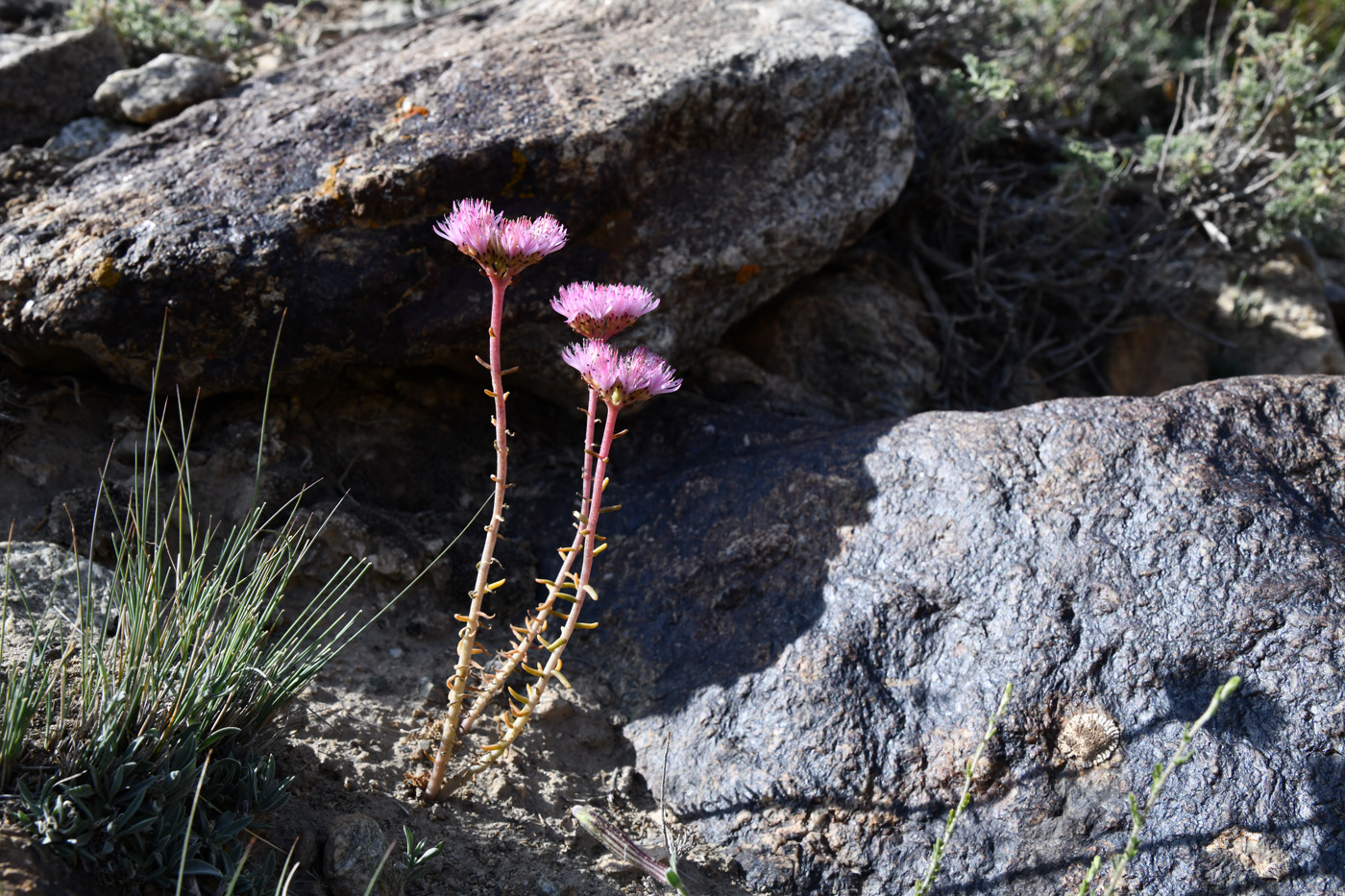 Image of genus Pseudosedum specimen.