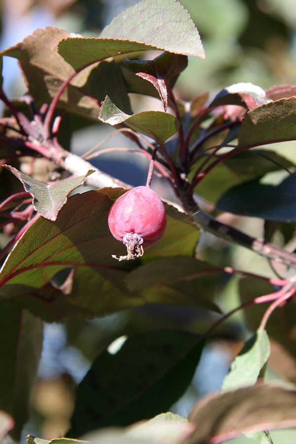 Image of Malus niedzwetzkyana specimen.