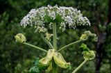 Heracleum sosnowskyi. Соцветие. Московская обл., окр. г. Железнодорожный, долина р. Чёрная, опушка смешанного леса. 16.06.2024.