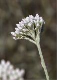 Image of taxon representative. Author is Мария Новикова
