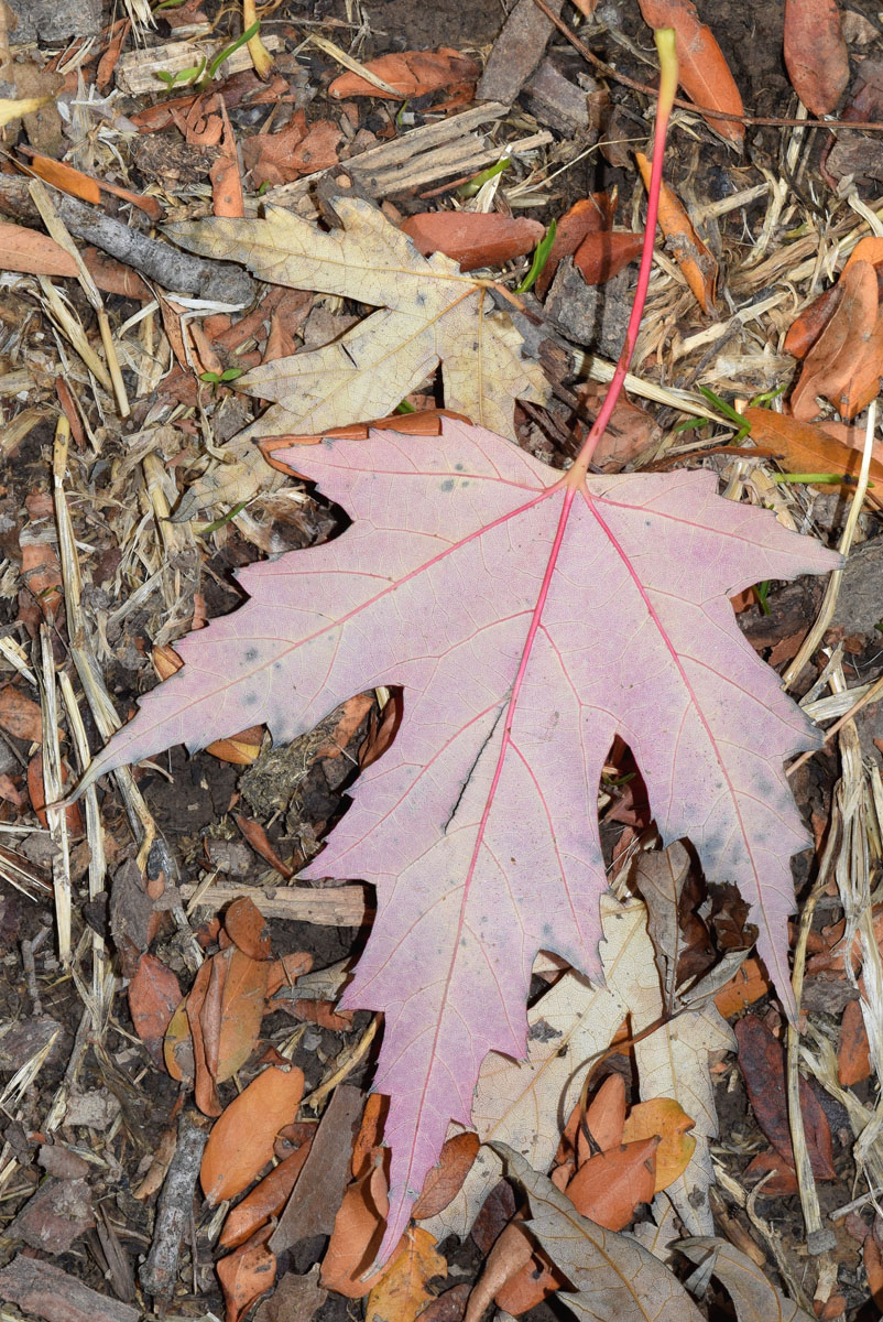 Изображение особи Acer saccharinum.