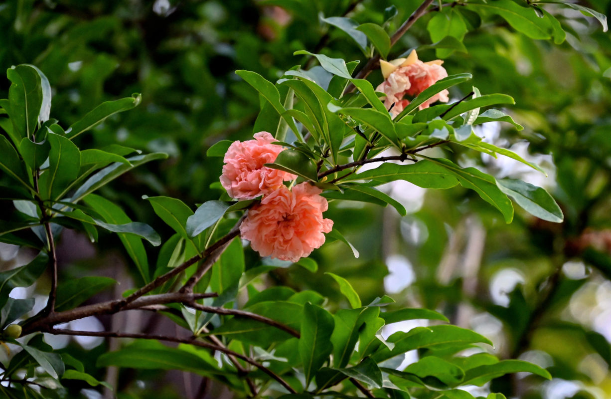 Изображение особи Punica granatum.