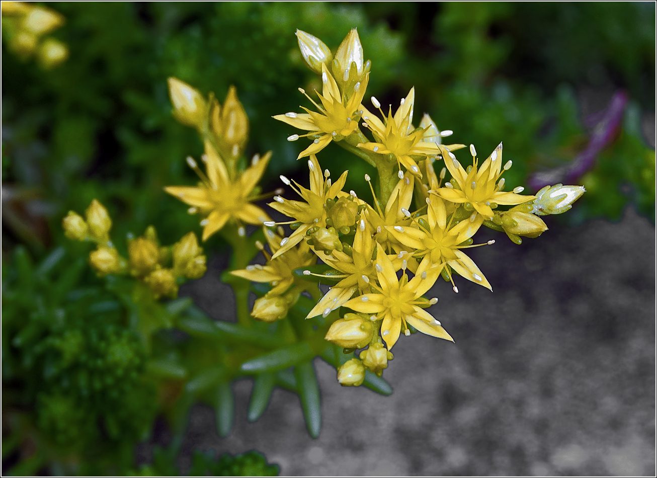 Image of Sedum sexangulare specimen.