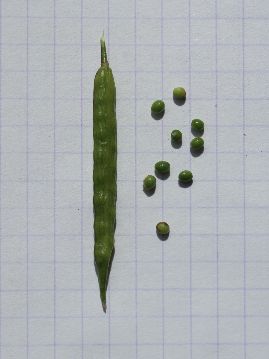 Image of Sinapis arvensis specimen.