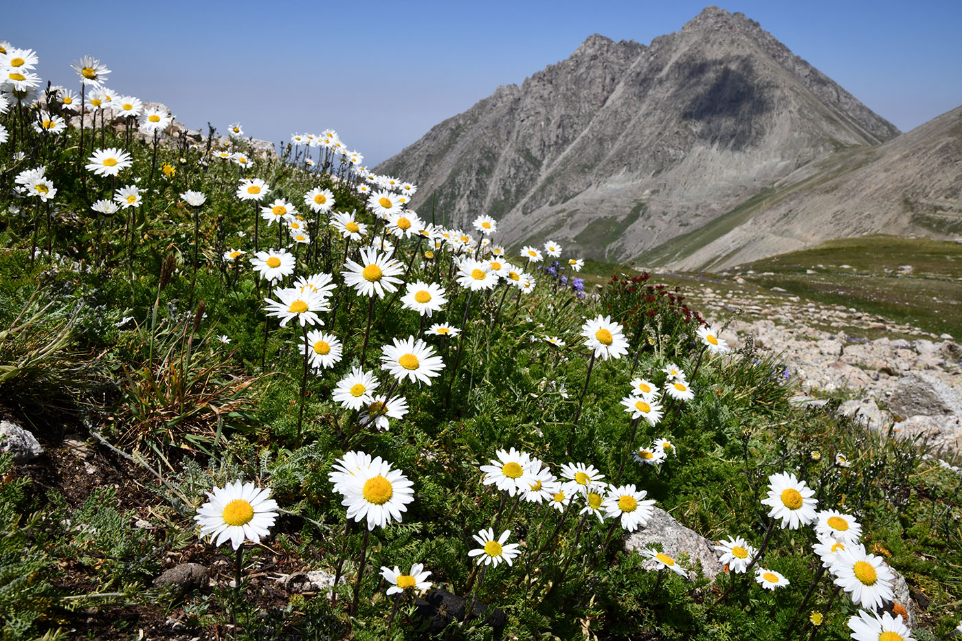 Image of Pyrethrum karelinii specimen.