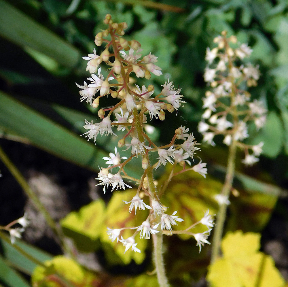 Image of Heuchera &times; hybrida specimen.