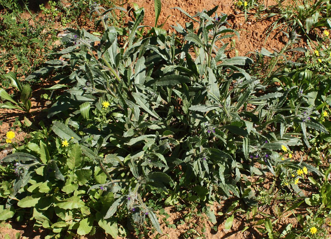 Image of Hormuzakia aggregata specimen.