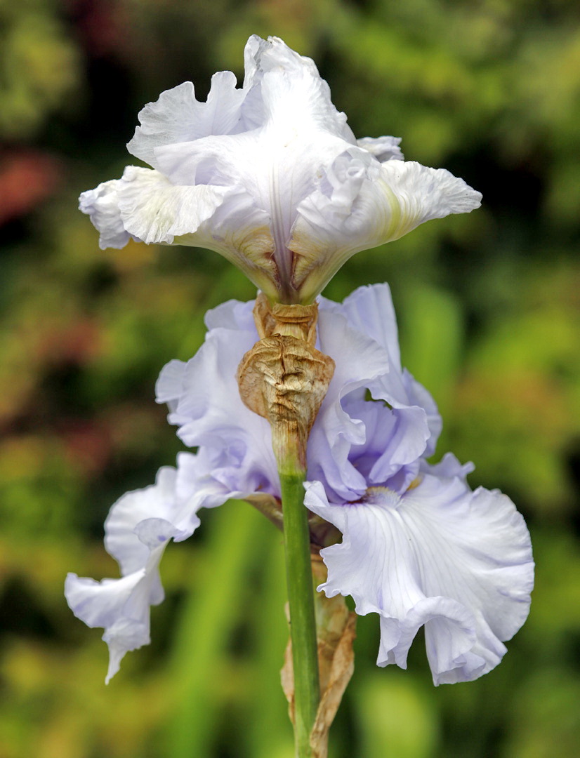 Изображение особи Iris &times; hybrida.