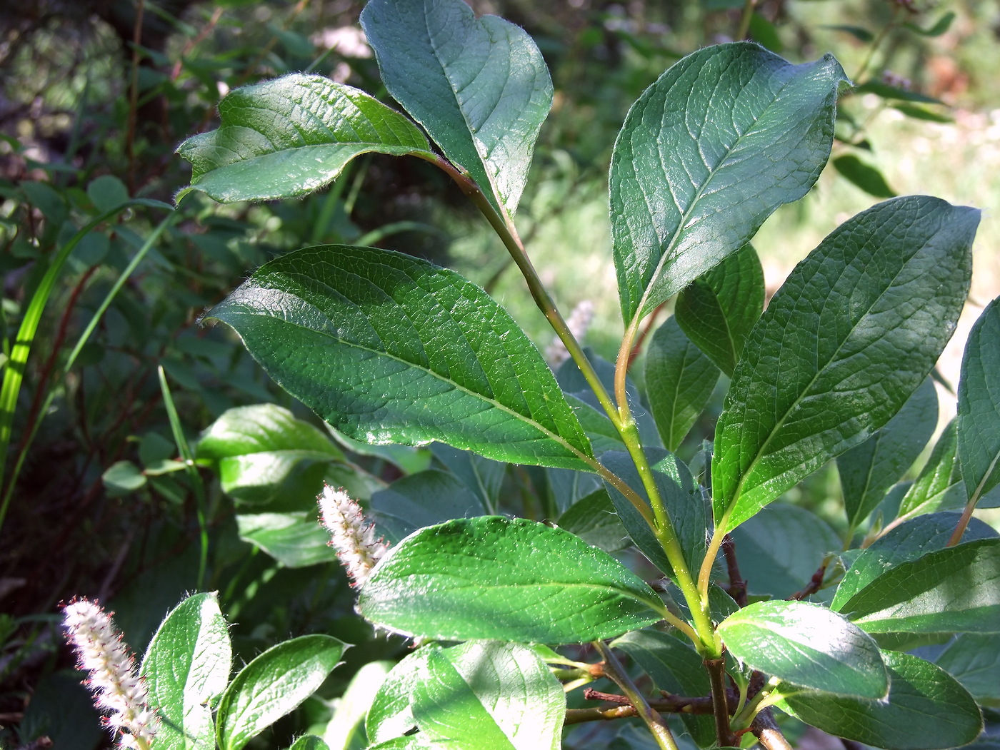 Image of Salix arctica specimen.