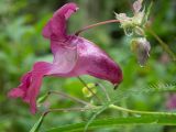 Фото Impatiens glandulifera